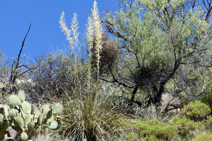 Beargrass is a native perennial shrub or sub-shrub with a flowering stalk reaching 6 feet or so in height. A handsome plant of open areas often used as a focal point landscape specimen in desert or upland gardens. Nolina microcarpa